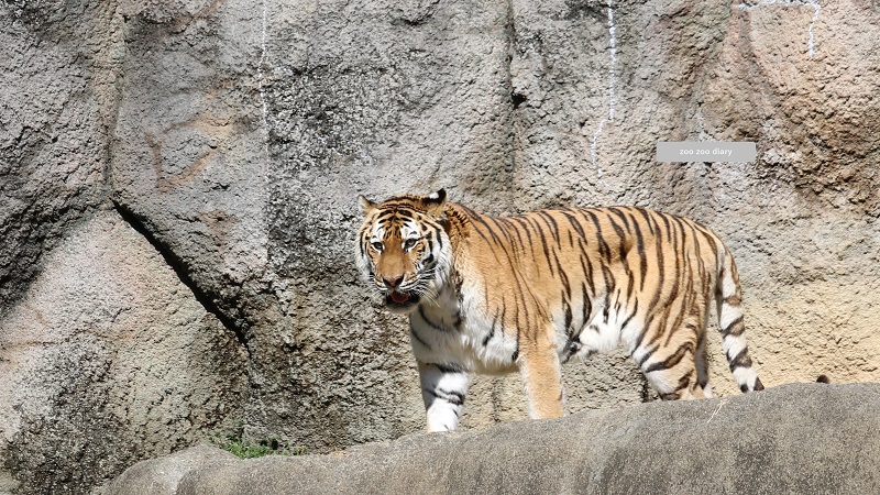 浜松市動物園　アムールトラ　ローラ